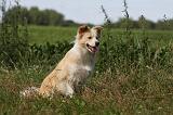BORDER COLLIE 1099